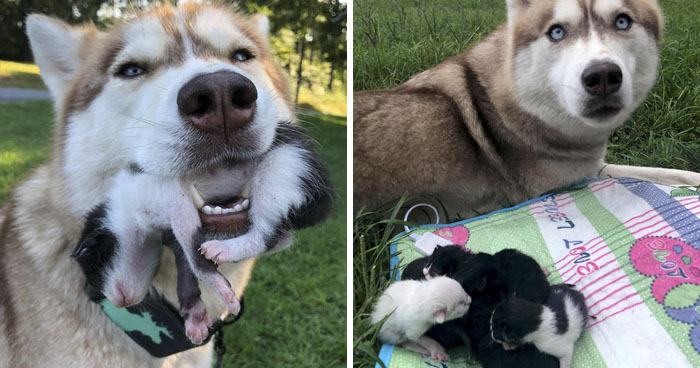 Hero Husky Finds A Box Full Of Near-Dying Kittens In The Woods, Becomes Their New Mom