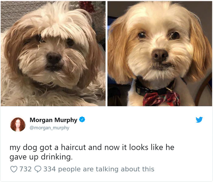 Hilarious-Dog-Tweets