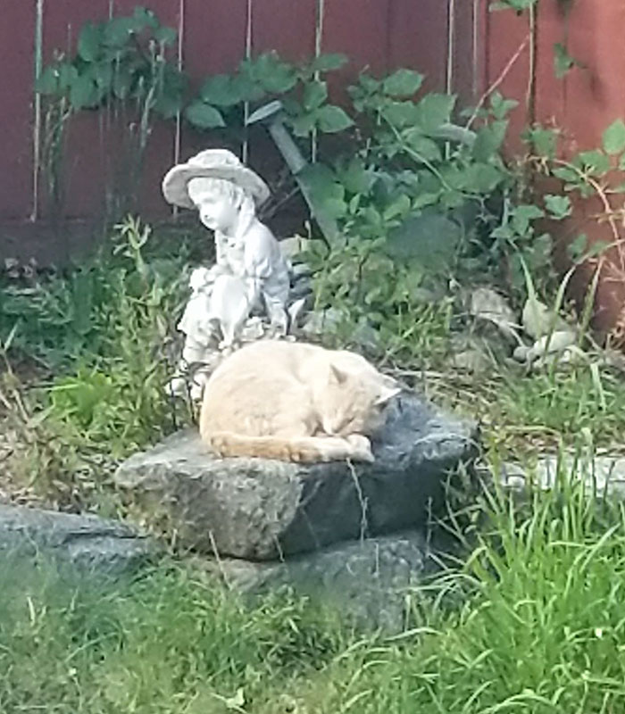 house-moving-free-feral-cat-mirandae-10 house-moving-free-feral-cat-mirandae-10