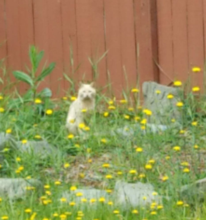 house-moving-free-feral-cat-mirandae-12 house-moving-free-feral-cat-mirandae-12