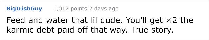 house-moving-free-feral-cat-mirandae-22