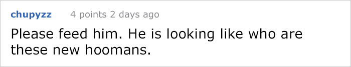 house-moving-free-feral-cat-mirandae-24