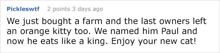 house-moving-free-feral-cat-mirandae-32