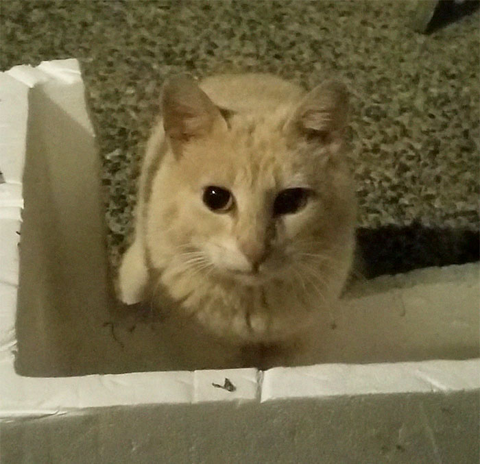 house-moving-free-feral-cat-mirandae-33 house-moving-free-feral-cat-mirandae-33