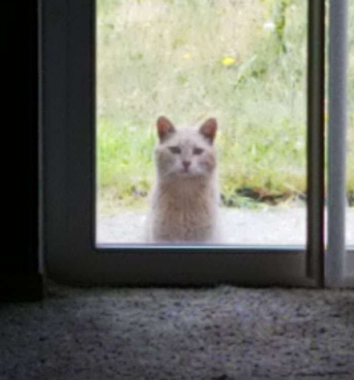 house-moving-free-feral-cat-mirandae-6 house-moving-free-feral-cat-mirandae-6