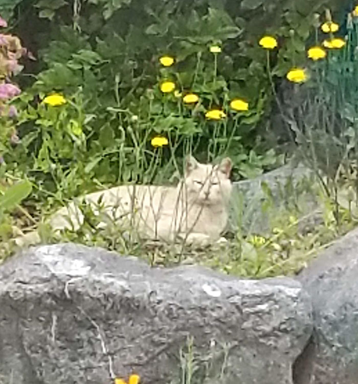 house-moving-free-feral-cat-mirandae-9