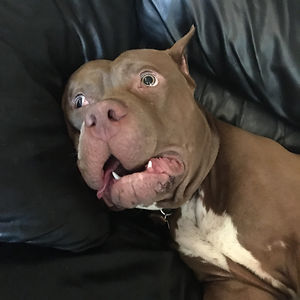 allisonranzau avatar