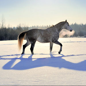 hayis4horsesxx avatar