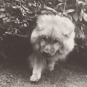 camillapersson avatar