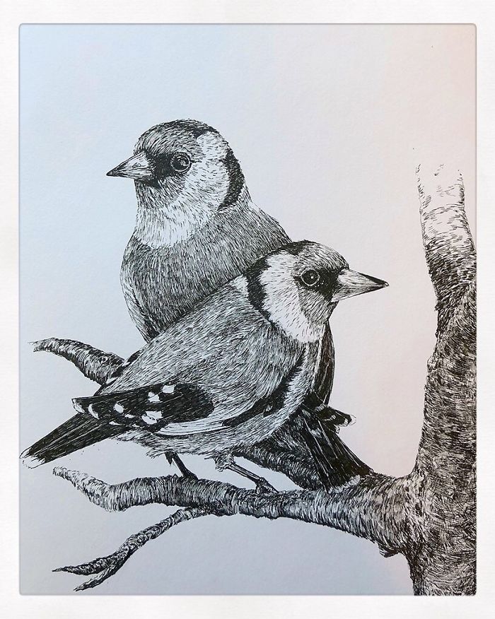 13 Detailed Birds Made With A Single Pen! All Drawn By Bas Geeraets 13 Detailed Birds Made With A Single Pen! All Drawn By Bas Geeraets