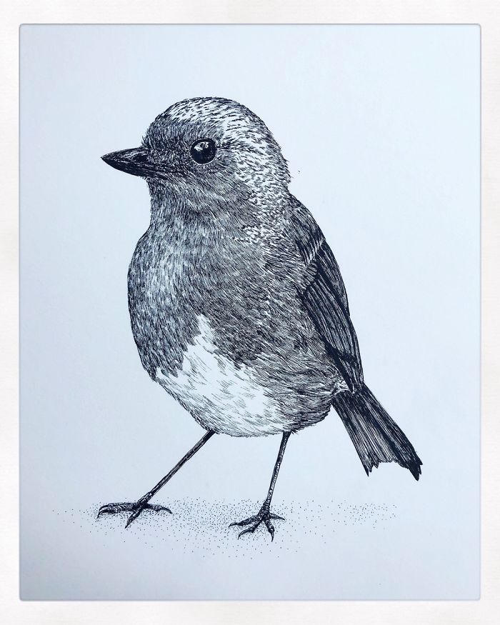 13 Detailed Birds Made With A Single Pen! All Drawn By Bas Geeraets 13 Detailed Birds Made With A Single Pen! All Drawn By Bas Geeraets