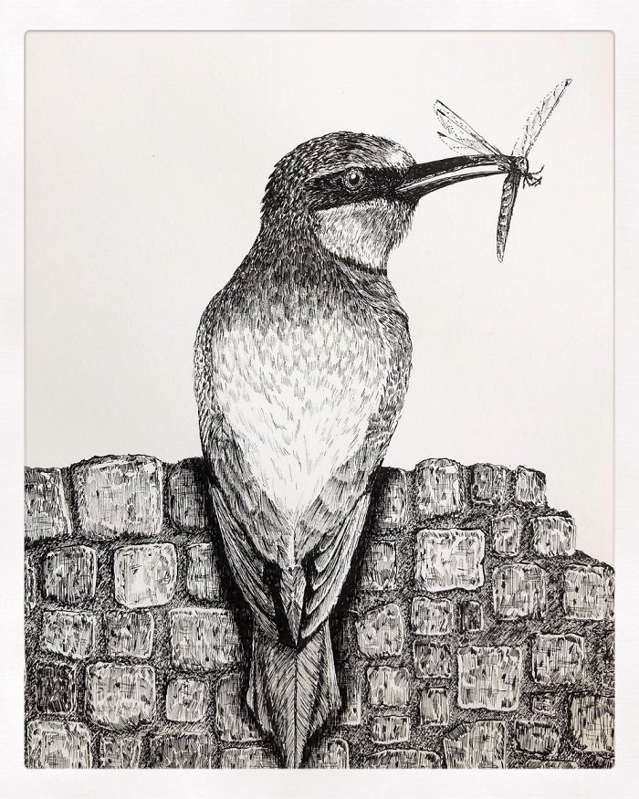 13 Detailed Birds Made With A Single Pen! All Drawn By Bas Geeraets 13 Detailed Birds Made With A Single Pen! All Drawn By Bas Geeraets