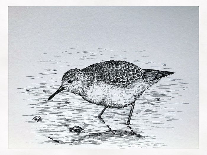13 Detailed Birds Made With A Single Pen! All Drawn By Bas Geeraets 13 Detailed Birds Made With A Single Pen! All Drawn By Bas Geeraets