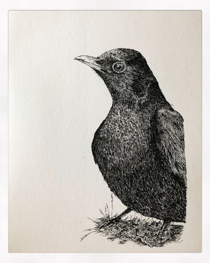 13 Detailed Birds Made With A Single Pen! All Drawn By Bas Geeraets 13 Detailed Birds Made With A Single Pen! All Drawn By Bas Geeraets