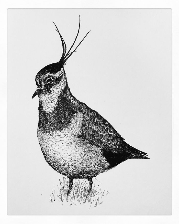 13 Detailed Birds Made With A Single Pen! All Drawn By Bas Geeraets 13 Detailed Birds Made With A Single Pen! All Drawn By Bas Geeraets