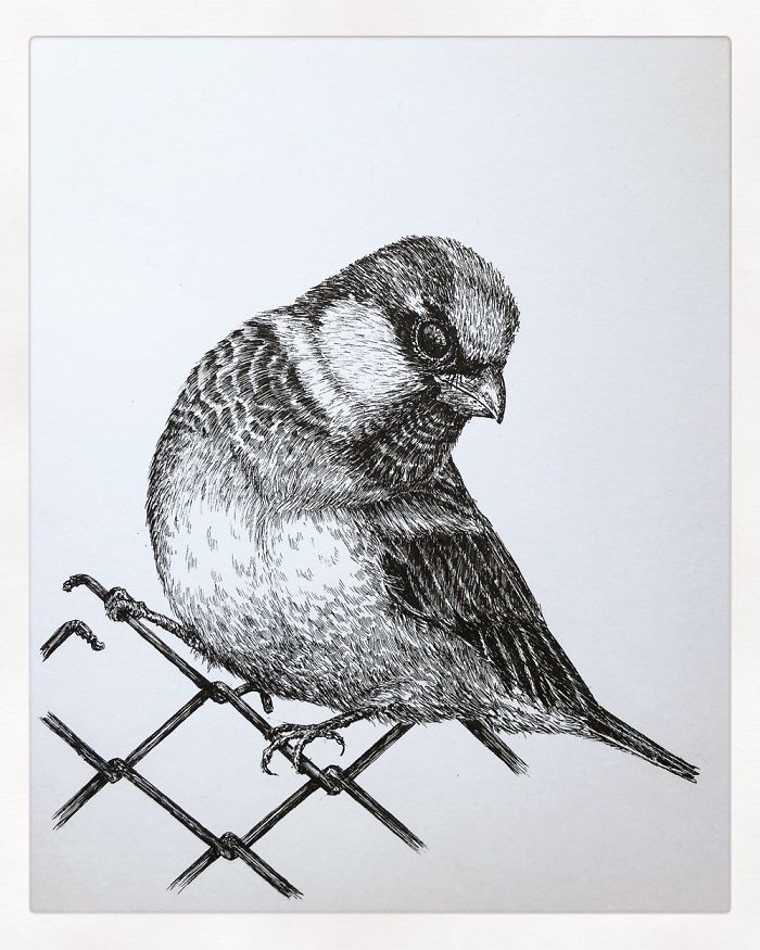 13 Detailed Birds Made With A Single Pen! All Drawn By Bas Geeraets 13 Detailed Birds Made With A Single Pen! All Drawn By Bas Geeraets