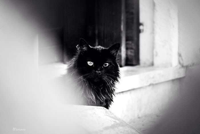 &lsquo;Feline&rsquo; Observed