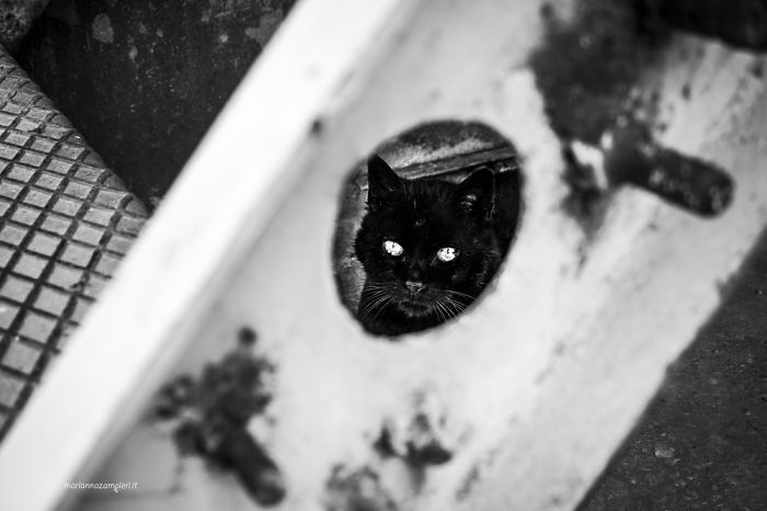 &lsquo;Feline&rsquo; Observed