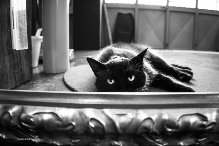 &lsquo;Feline&rsquo; Observed