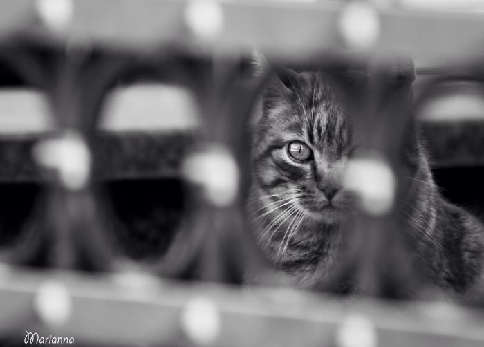 &lsquo;Feline&rsquo; Observed