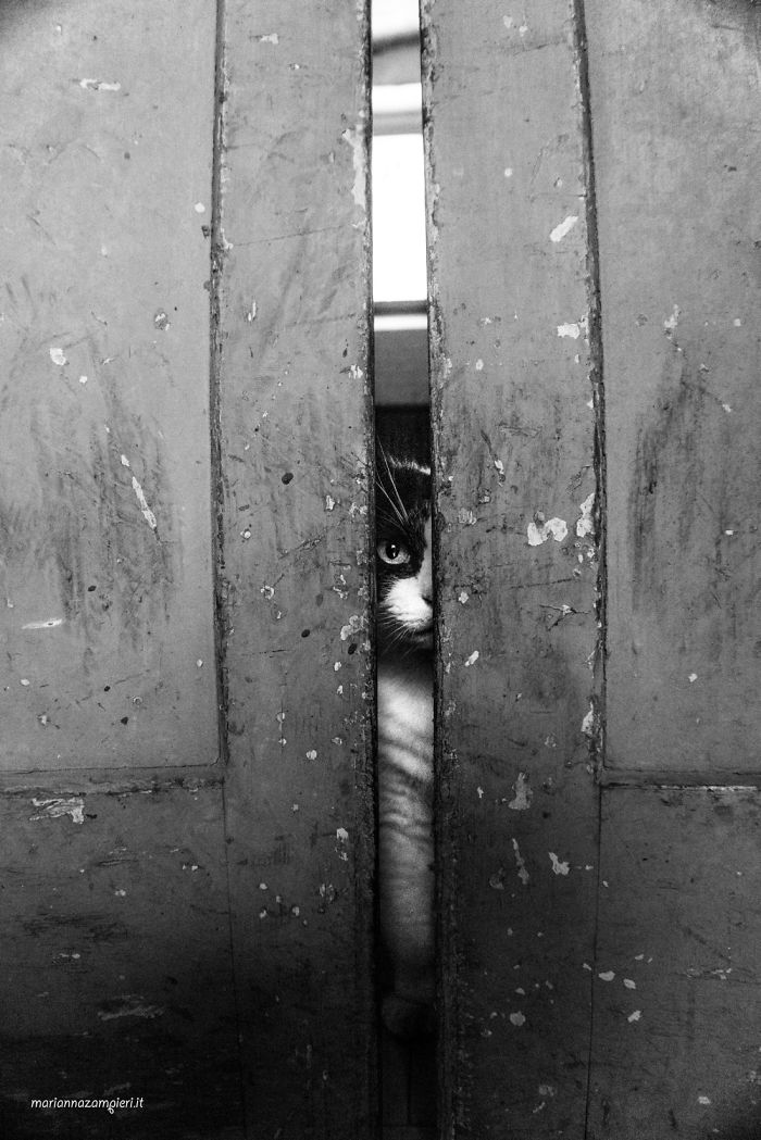 &lsquo;Feline&rsquo; Observed