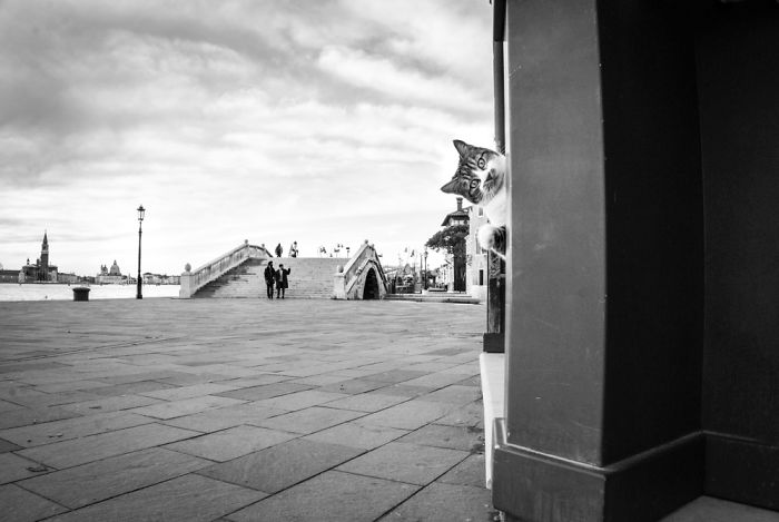 &lsquo;Feline&rsquo; Observed