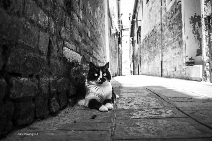 &lsquo;Feline&rsquo; Observed