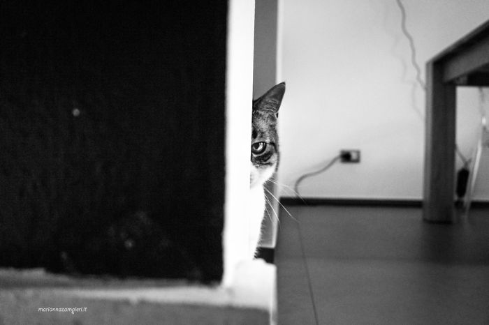 &lsquo;Feline&rsquo; Observed