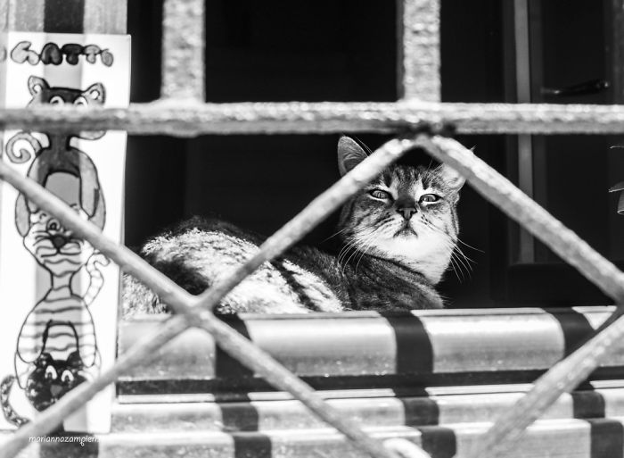 &lsquo;Feline&rsquo; Observed