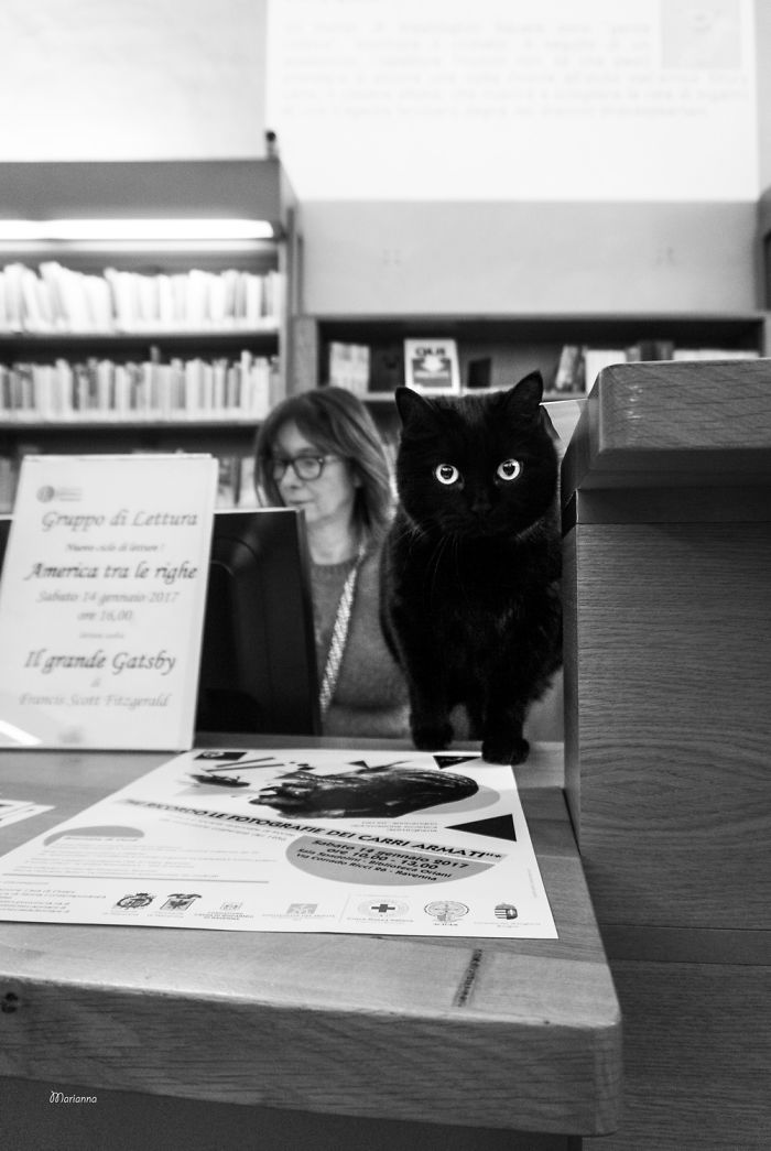 &lsquo;Feline&rsquo; Observed