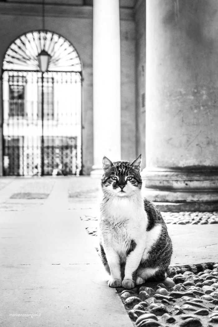 &lsquo;Feline&rsquo; Observed