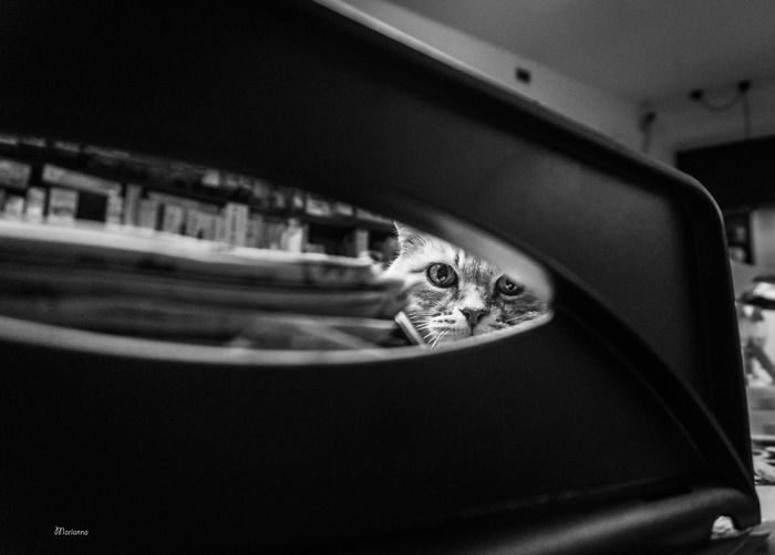 &lsquo;Feline&rsquo; Observed