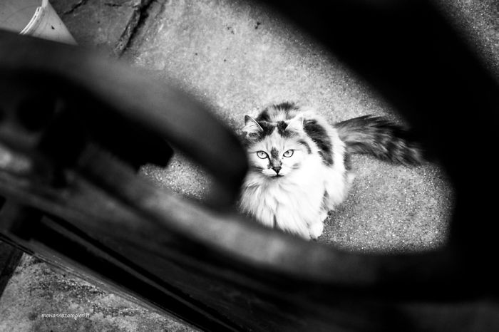 &lsquo;Feline&rsquo; Observed