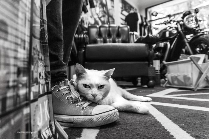 &lsquo;Feline&rsquo; Observed