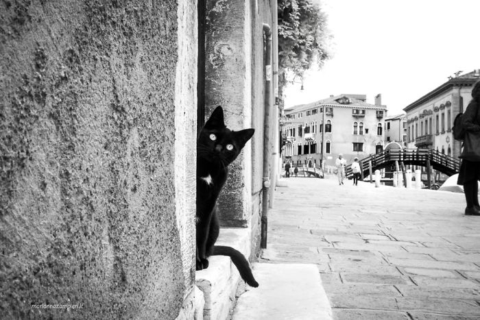 &lsquo;Feline&rsquo; Observed