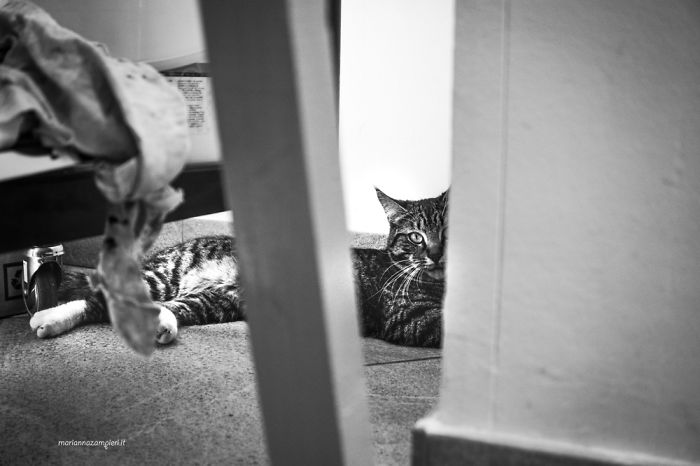 &lsquo;Feline&rsquo; Observed