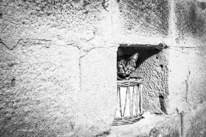 &lsquo;Feline&rsquo; Observed