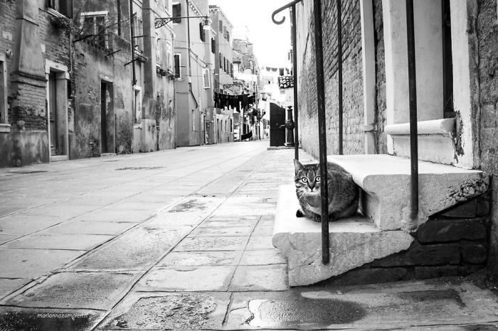 &lsquo;Feline&rsquo; Observed