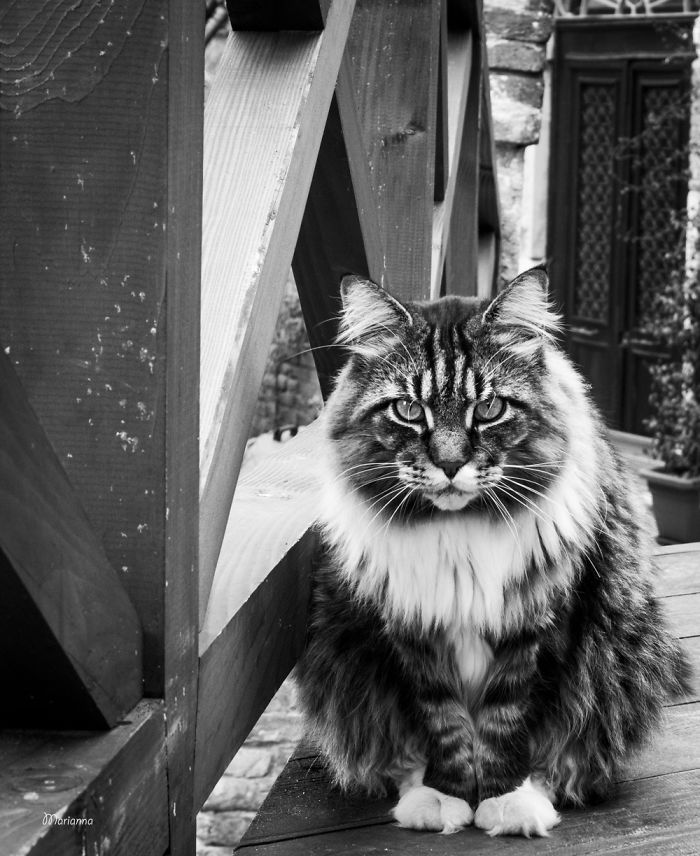 &lsquo;Feline&rsquo; Observed