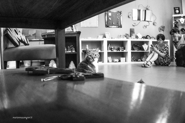 &lsquo;Feline&rsquo; Observed