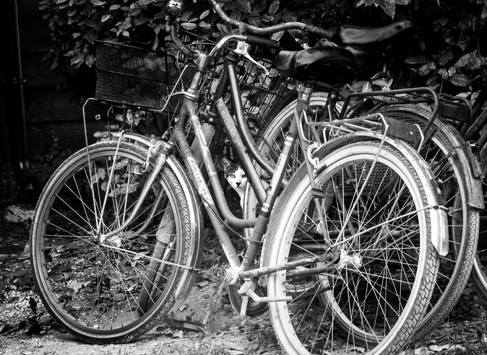 &lsquo;Feline&rsquo; Observed