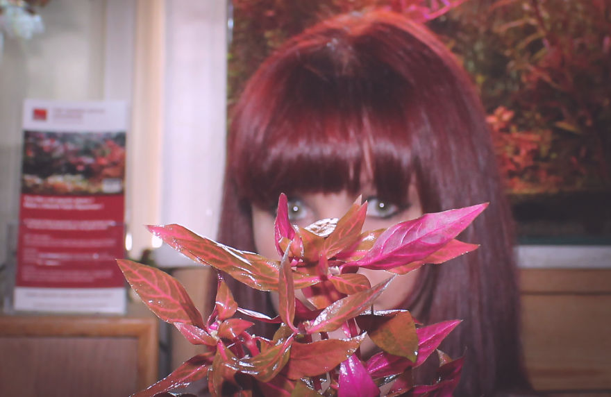 I Invented A New Style Of Aquarium Design With Only Red Plants