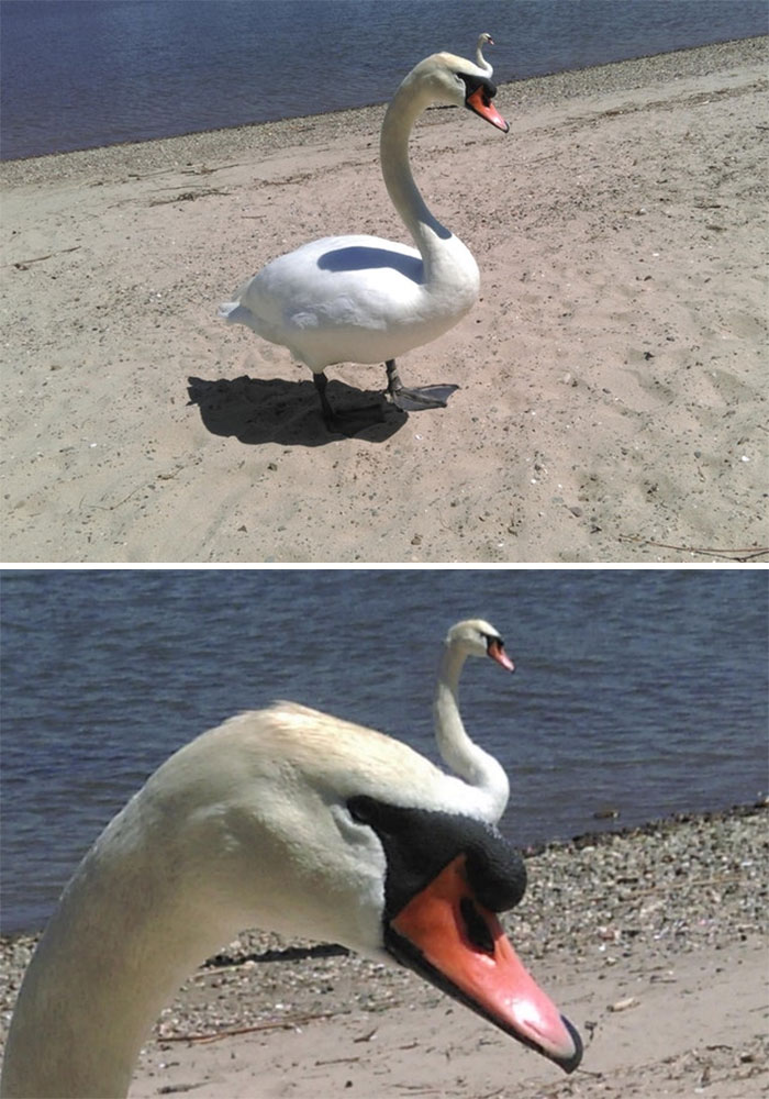 This Picture I Took Of Two Swans That Looks Like One Swan With A Smaller Second Head