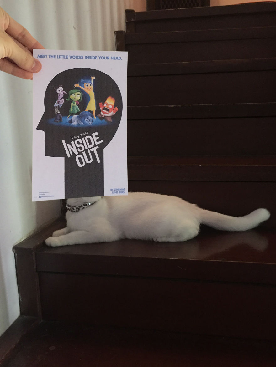 Photographer Follows Cats Around To "Insert" Them Behind Famous Movie Posters