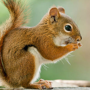 annisamayasari avatar