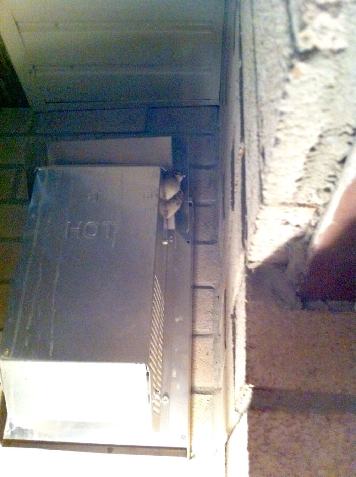 Guy Tries To Fight Against Birds For 4 Years, And It Gets Funnier With Every Pic Guy Tries To Fight Against Birds For 4 Years, And It Gets Funnier With Every Pic