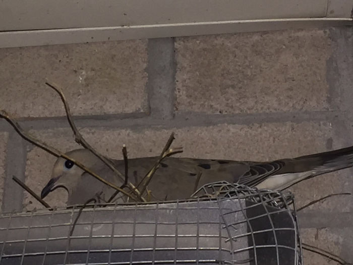 Guy Tries To Fight Against Birds For 4 Years, And It Gets Funnier With Every Pic Guy Tries To Fight Against Birds For 4 Years, And It Gets Funnier With Every Pic