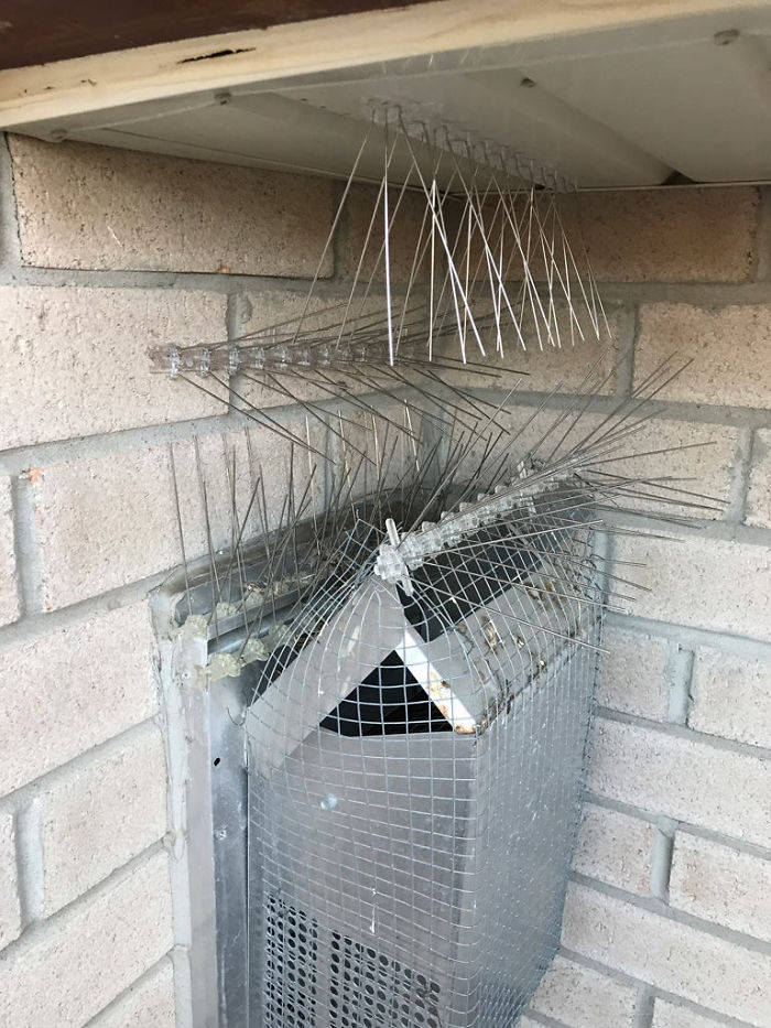 Guy Tries To Fight Against Birds For 4 Years, And It Gets Funnier With Every Pic Guy Tries To Fight Against Birds For 4 Years, And It Gets Funnier With Every Pic