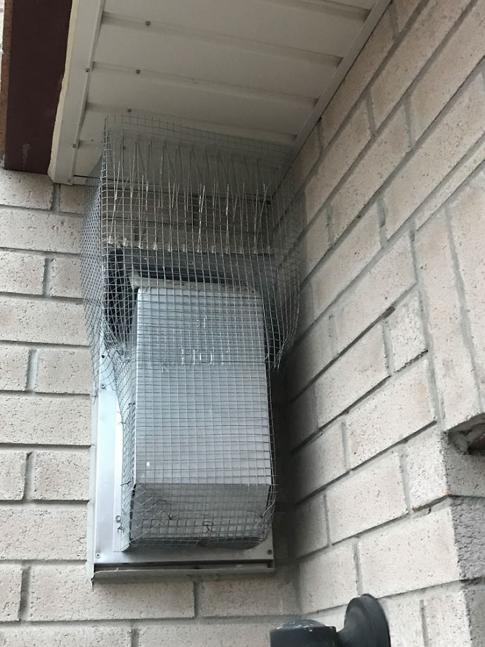 Guy Tries To Fight Against Birds For 4 Years, And It Gets Funnier With Every Pic Guy Tries To Fight Against Birds For 4 Years, And It Gets Funnier With Every Pic