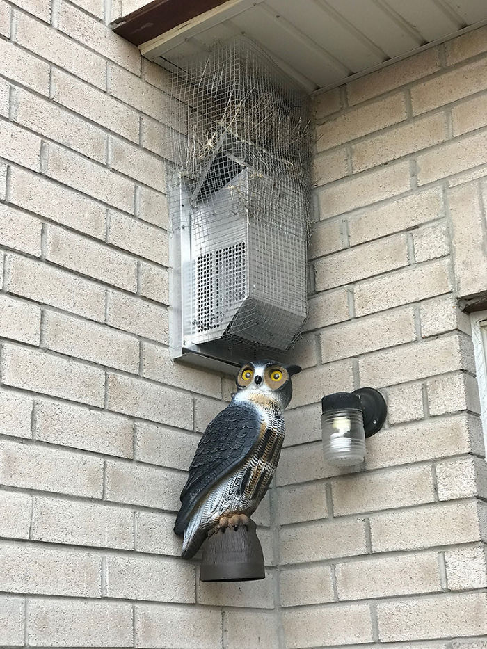 Guy Tries To Fight Against Birds For 4 Years, And It Gets Funnier With Every Pic Guy Tries To Fight Against Birds For 4 Years, And It Gets Funnier With Every Pic